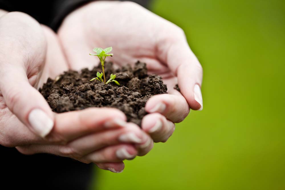 two hands together holding soil and a little seedling