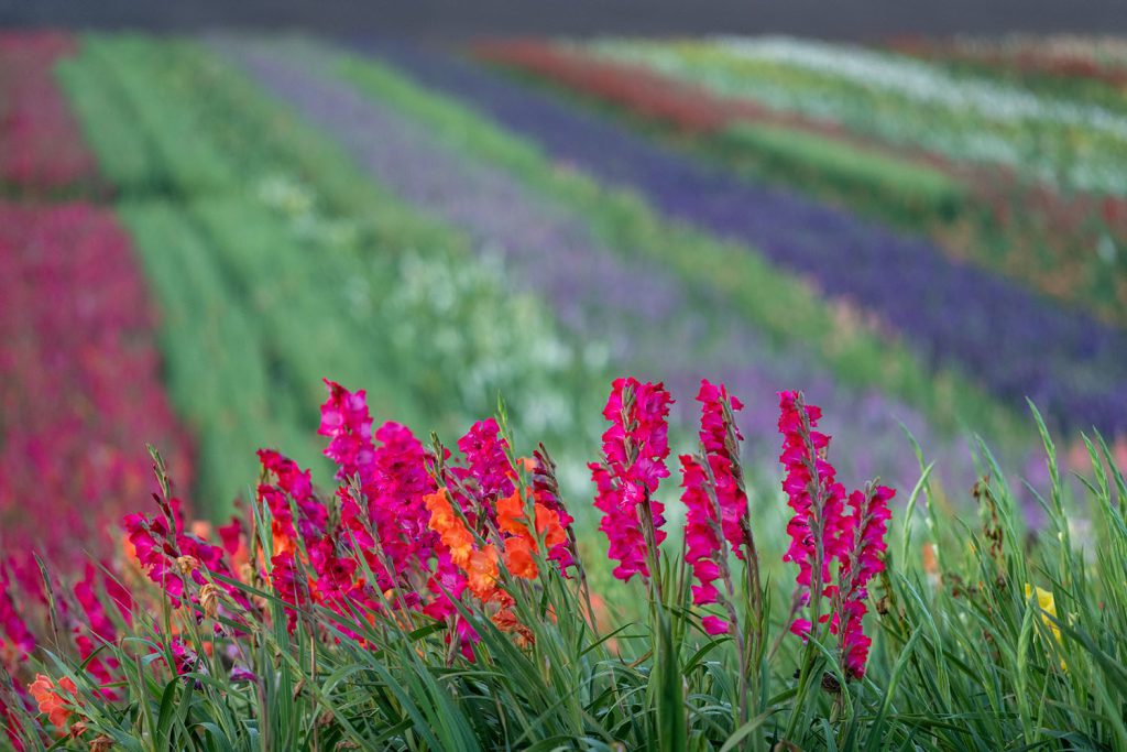 Gladiolus growing in the fields at Glad-A-Way Gardens in Santa Maria, CA