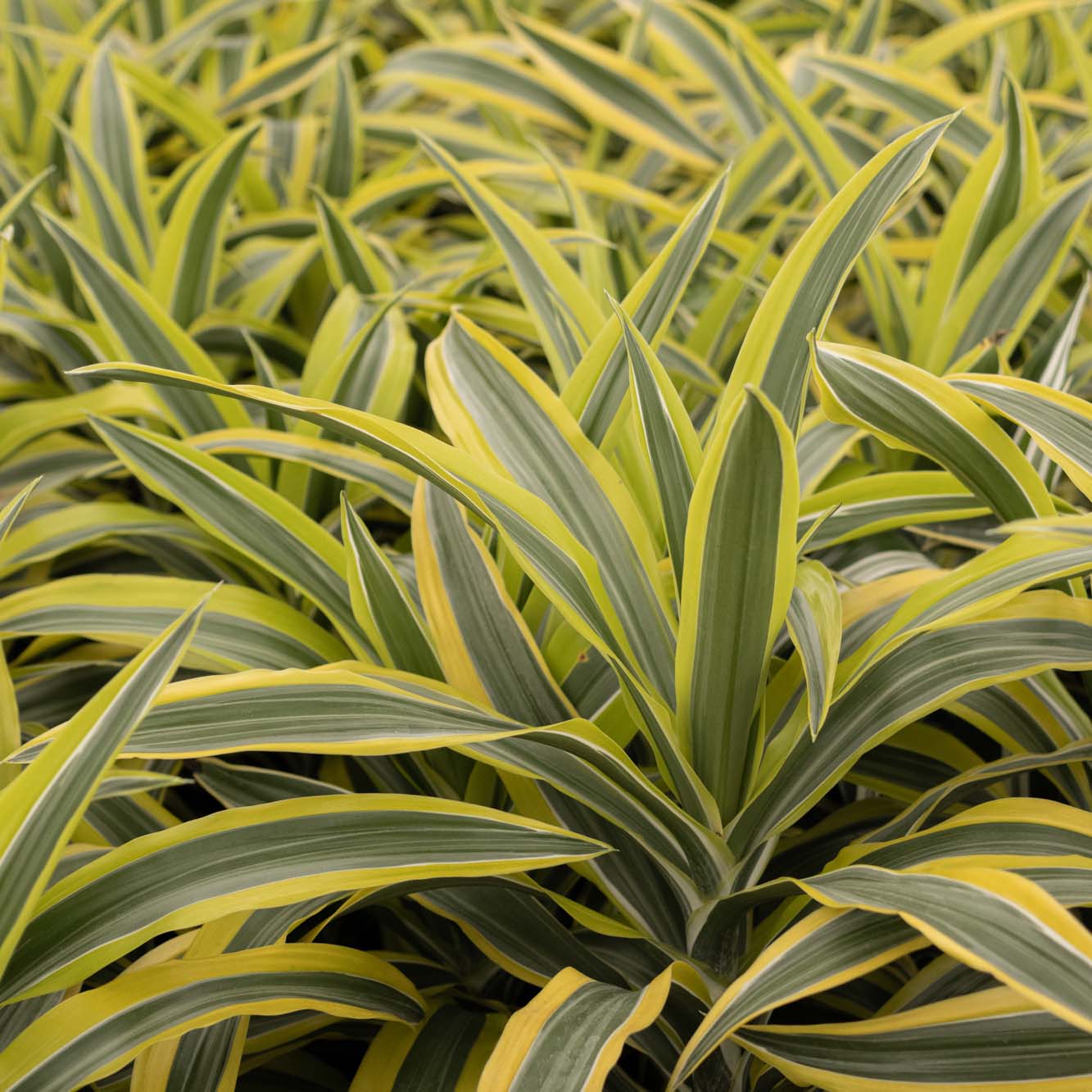 The Health Benefits of Living with Plants Por La Mar Nursery in Santa