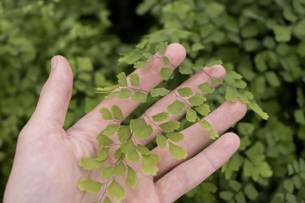 A hand holding a frond from a Maidenhair Fern
