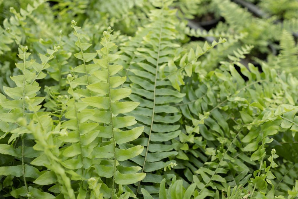 Boston Fern