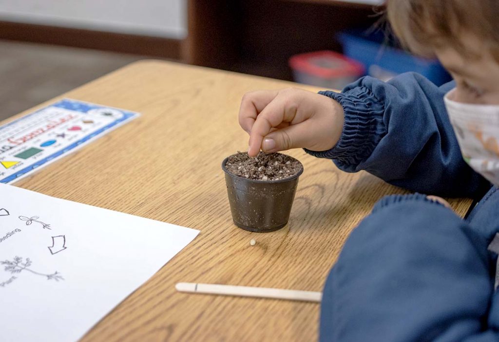 A young boy seated at his desk placing seeds into soil in a little 2-inch pot.
