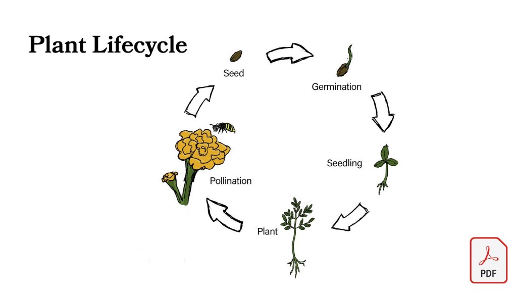An overview of the plant lifecycle from seed to germination to seedling to plant to pollination